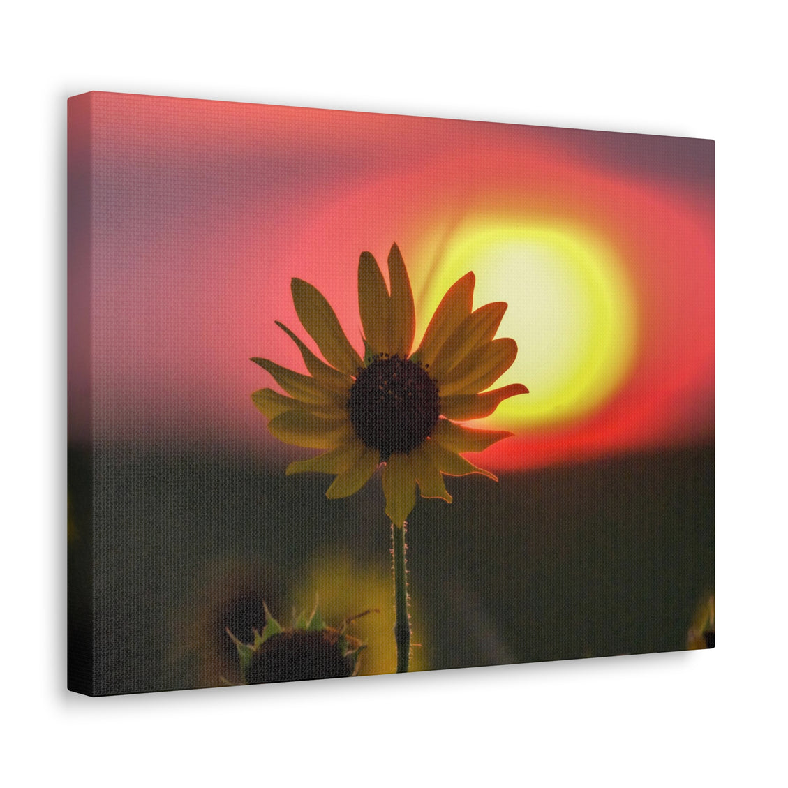 Canvas Gallery Wraps Sunflower Sunset Western South Dakota