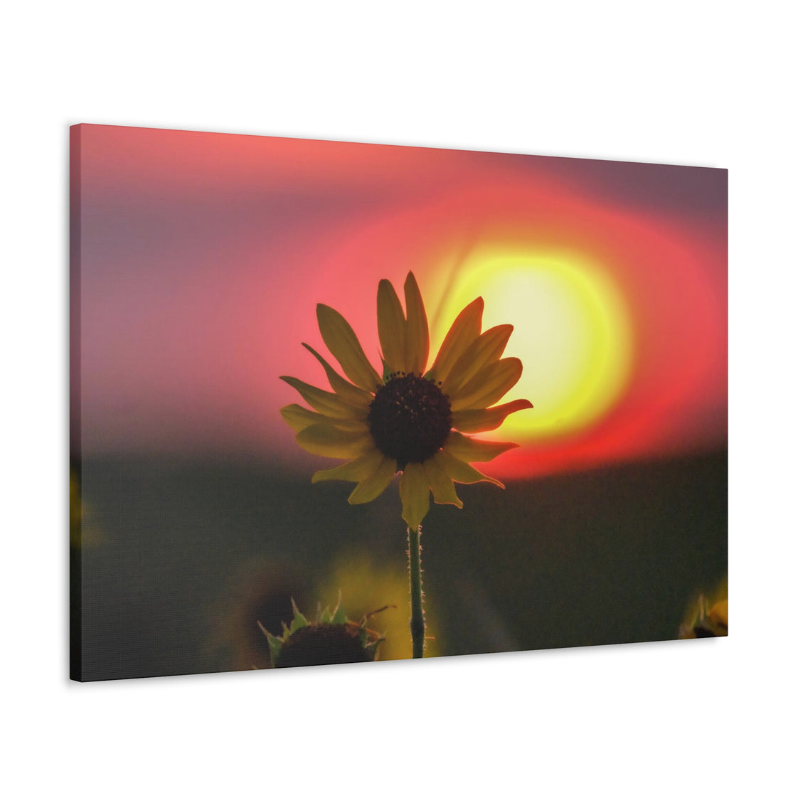 Canvas Gallery Wraps Sunflower Sunset Western South Dakota