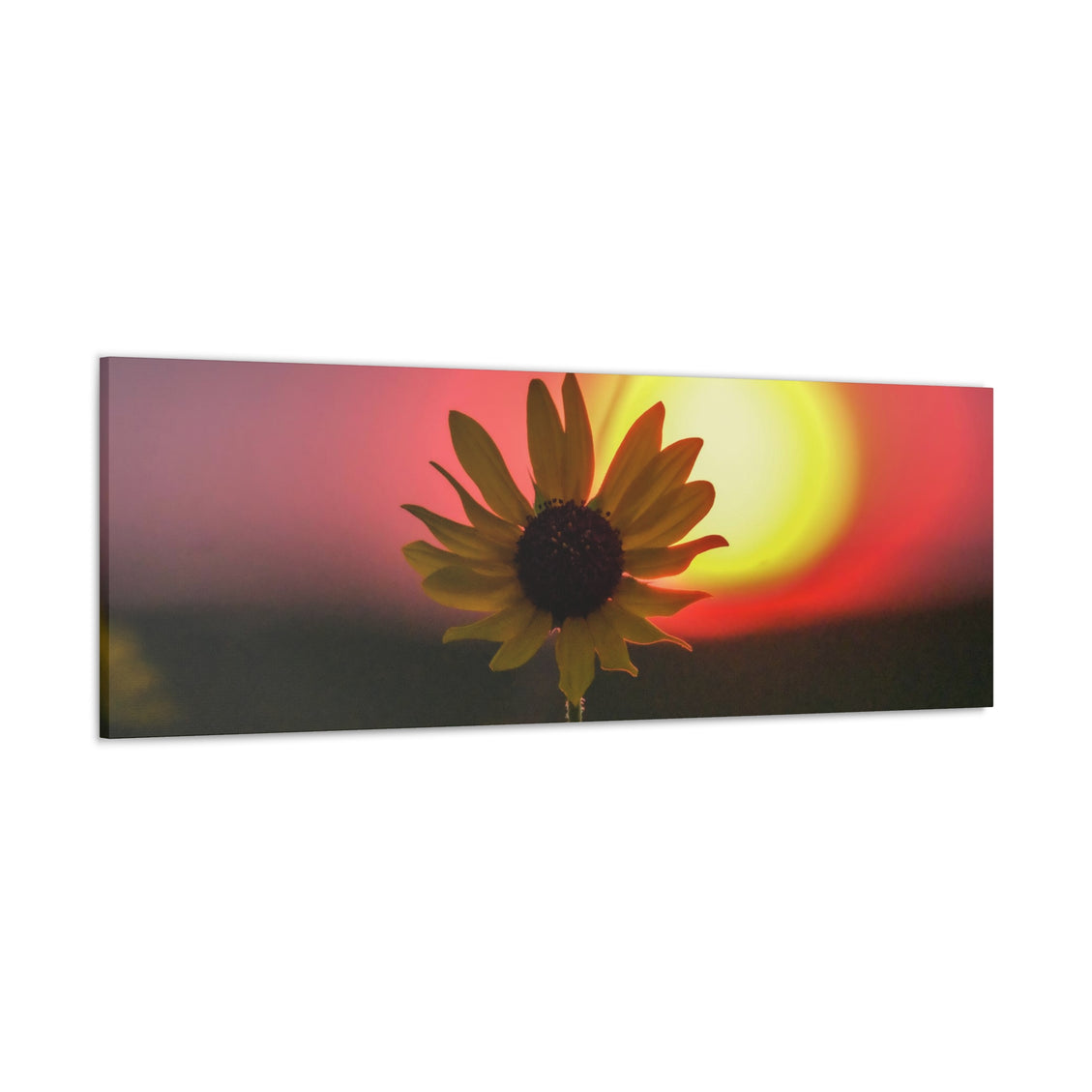 Canvas Gallery Wraps Sunflower Sunset Western South Dakota