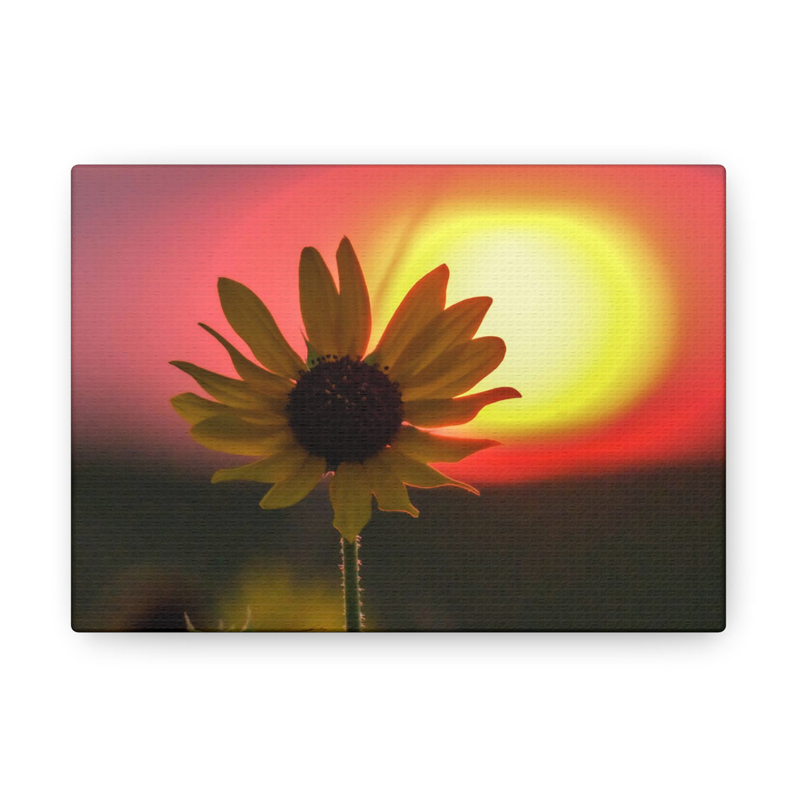 Canvas Gallery Wraps Sunflower Sunset Western South Dakota