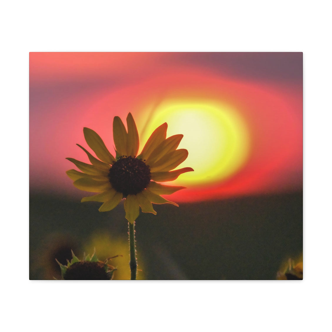 Canvas Gallery Wraps Sunflower Sunset Western South Dakota