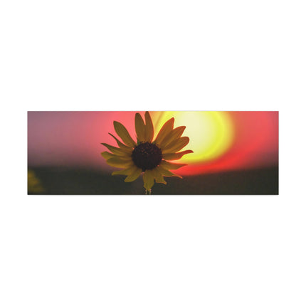 Canvas Gallery Wraps Sunflower Sunset Western South Dakota