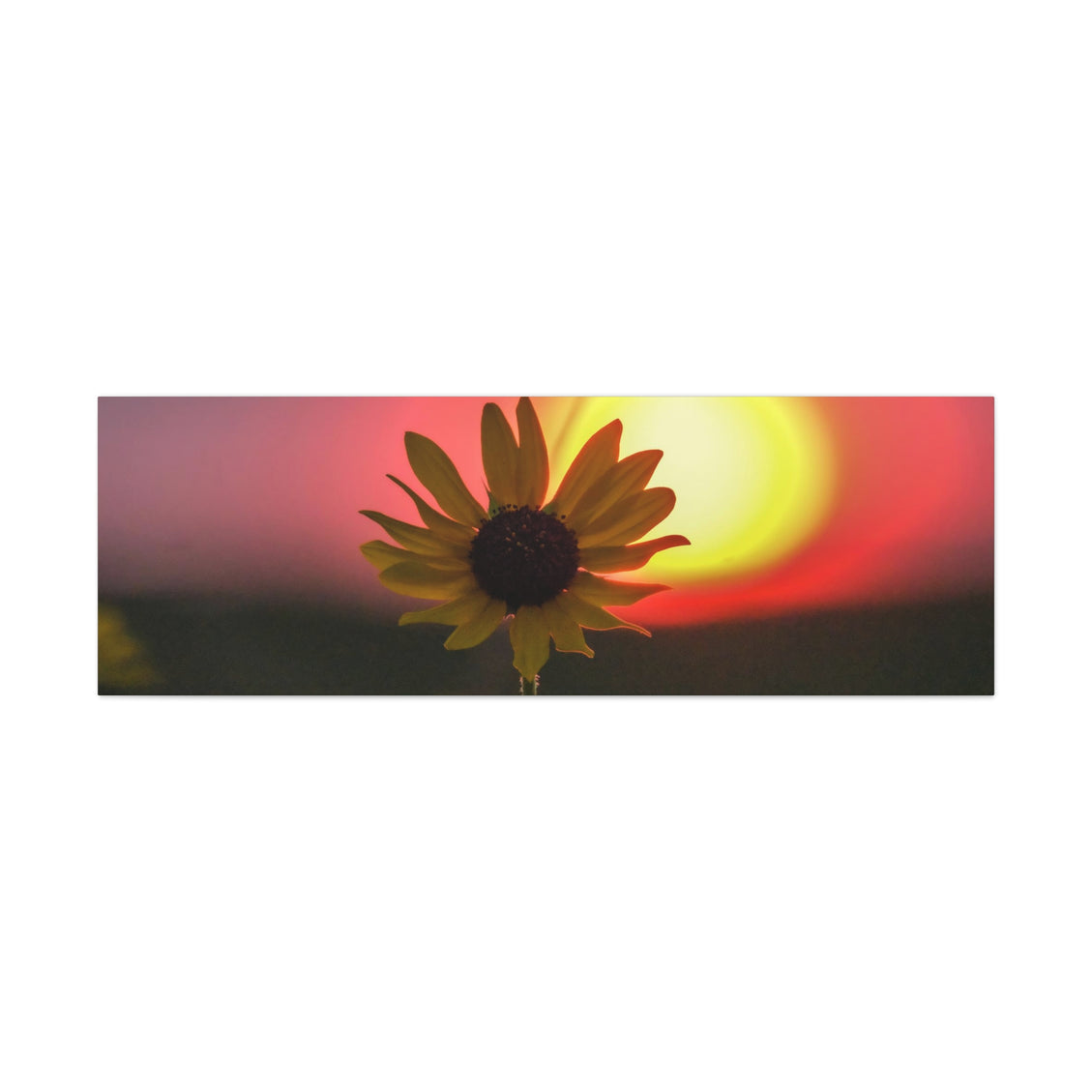 Canvas Gallery Wraps Sunflower Sunset Western South Dakota