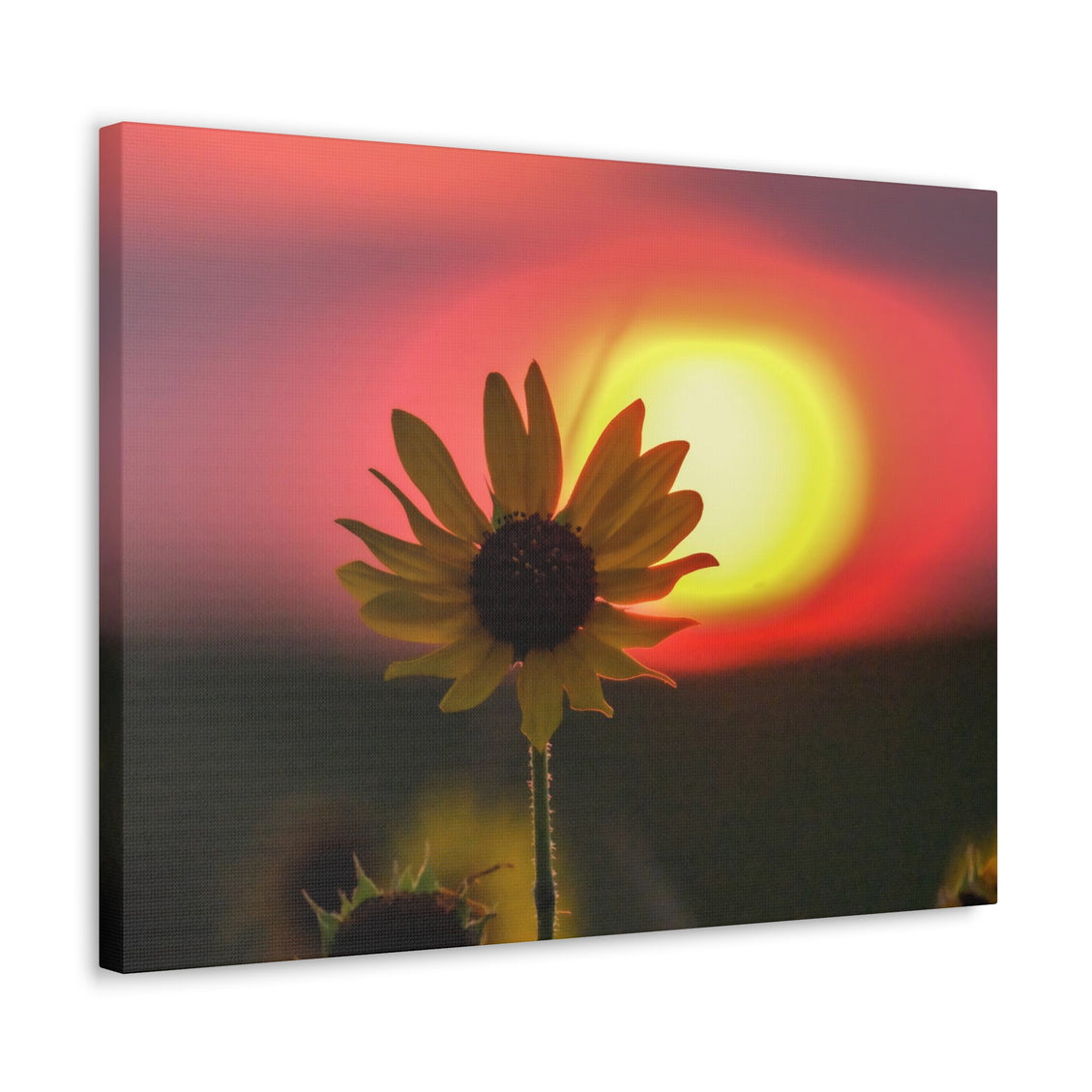 Canvas Gallery Wraps Sunflower Sunset Western South Dakota