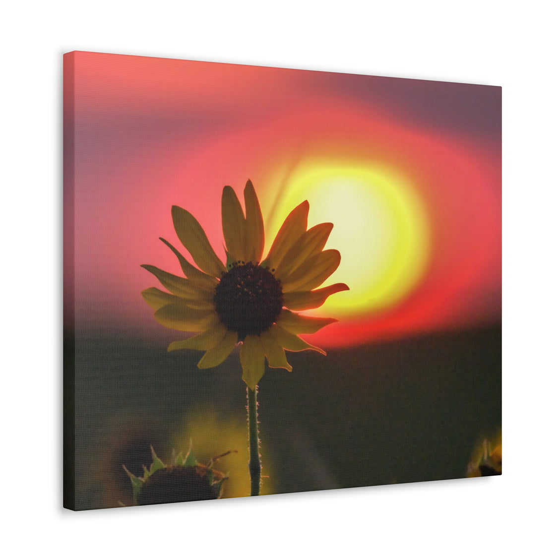 Canvas Gallery Wraps Sunflower Sunset Western South Dakota