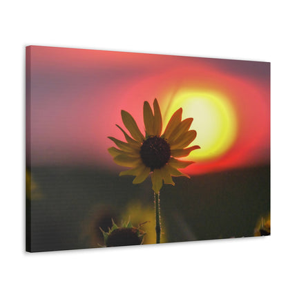 Canvas Gallery Wraps Sunflower Sunset Western South Dakota