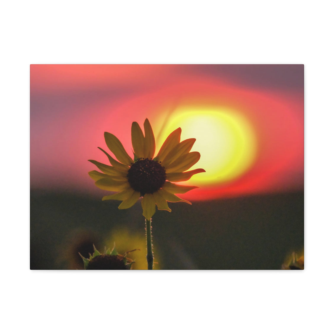 Canvas Gallery Wraps Sunflower Sunset Western South Dakota