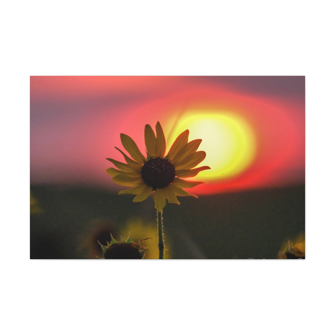 Canvas Gallery Wraps Sunflower Sunset Western South Dakota