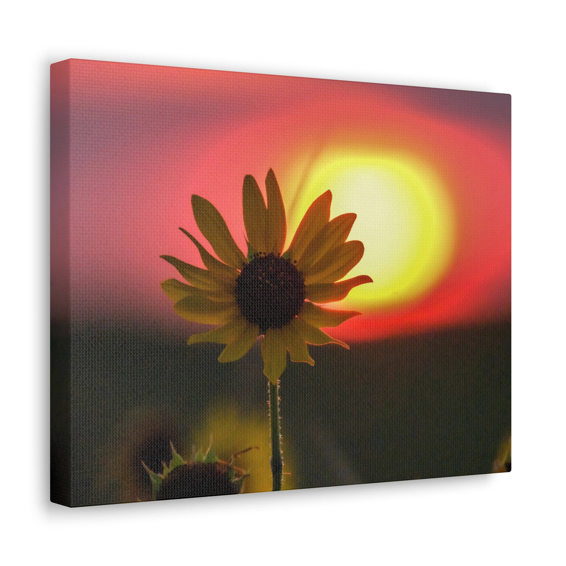 Canvas Gallery Wraps Sunflower Sunset Western South Dakota