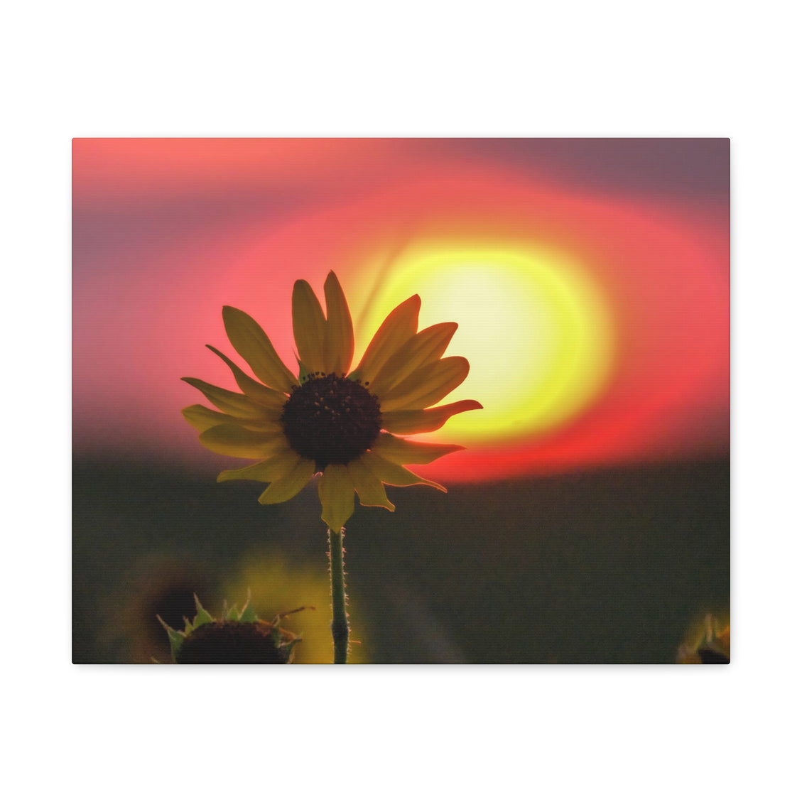 Canvas Gallery Wraps Sunflower Sunset Western South Dakota