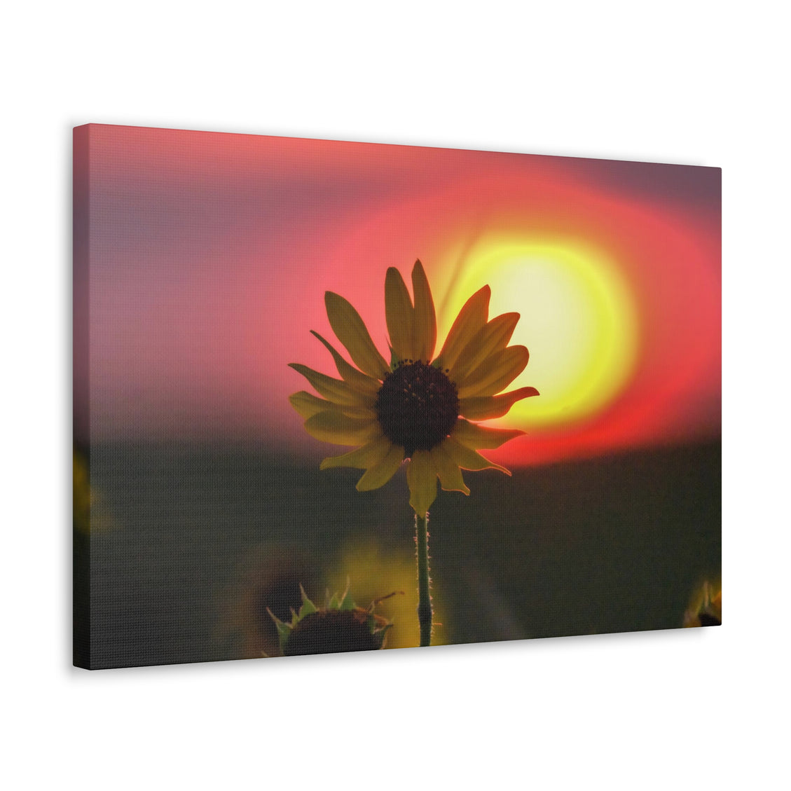 Canvas Gallery Wraps Sunflower Sunset Western South Dakota