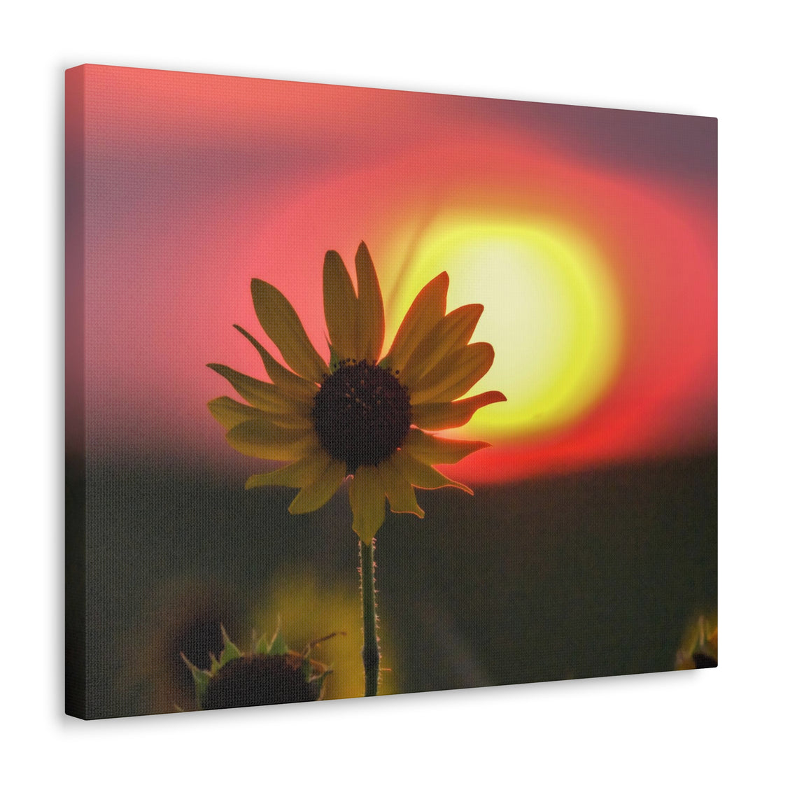 Canvas Gallery Wraps Sunflower Sunset Western South Dakota