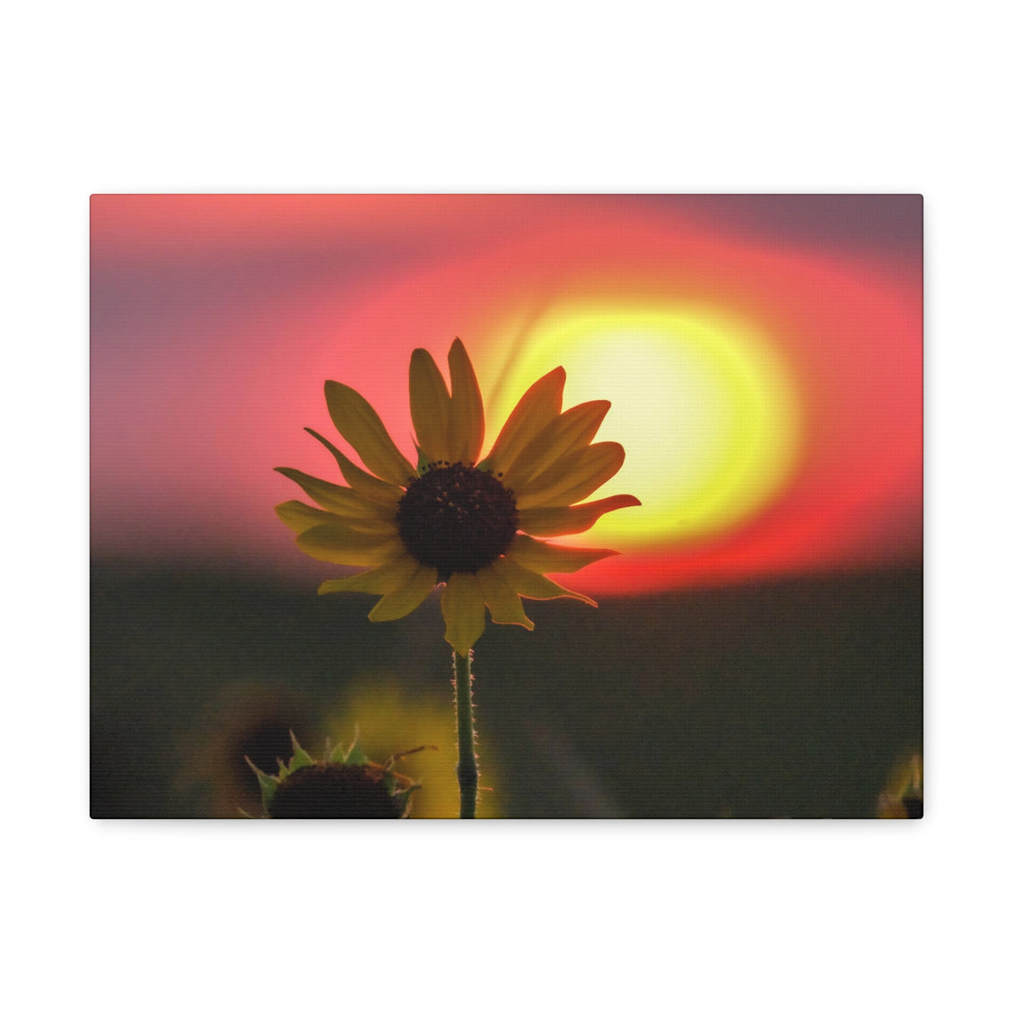 Canvas Gallery Wraps Sunflower Sunset Western South Dakota