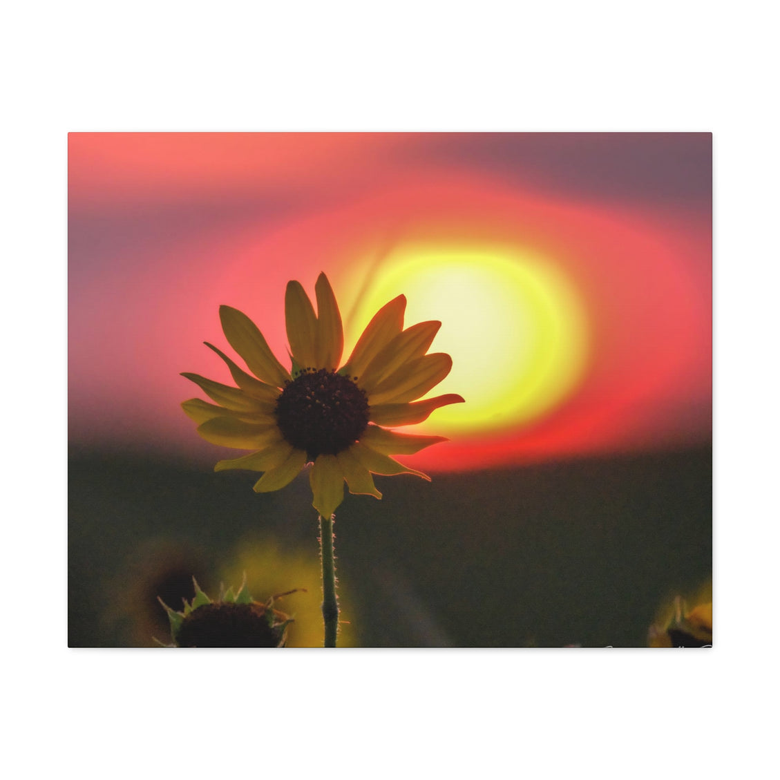 Canvas Gallery Wraps Sunflower Sunset Western South Dakota