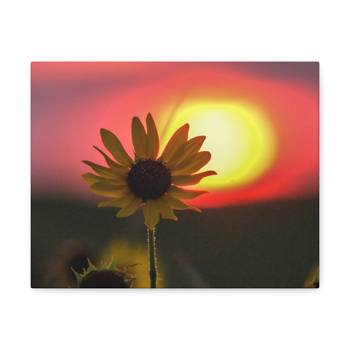 Canvas Gallery Wraps Sunflower Sunset Western South Dakota