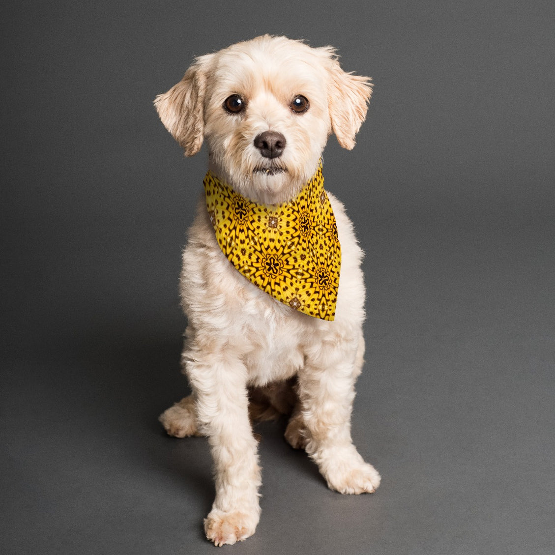 Pet Bandana Butterfly