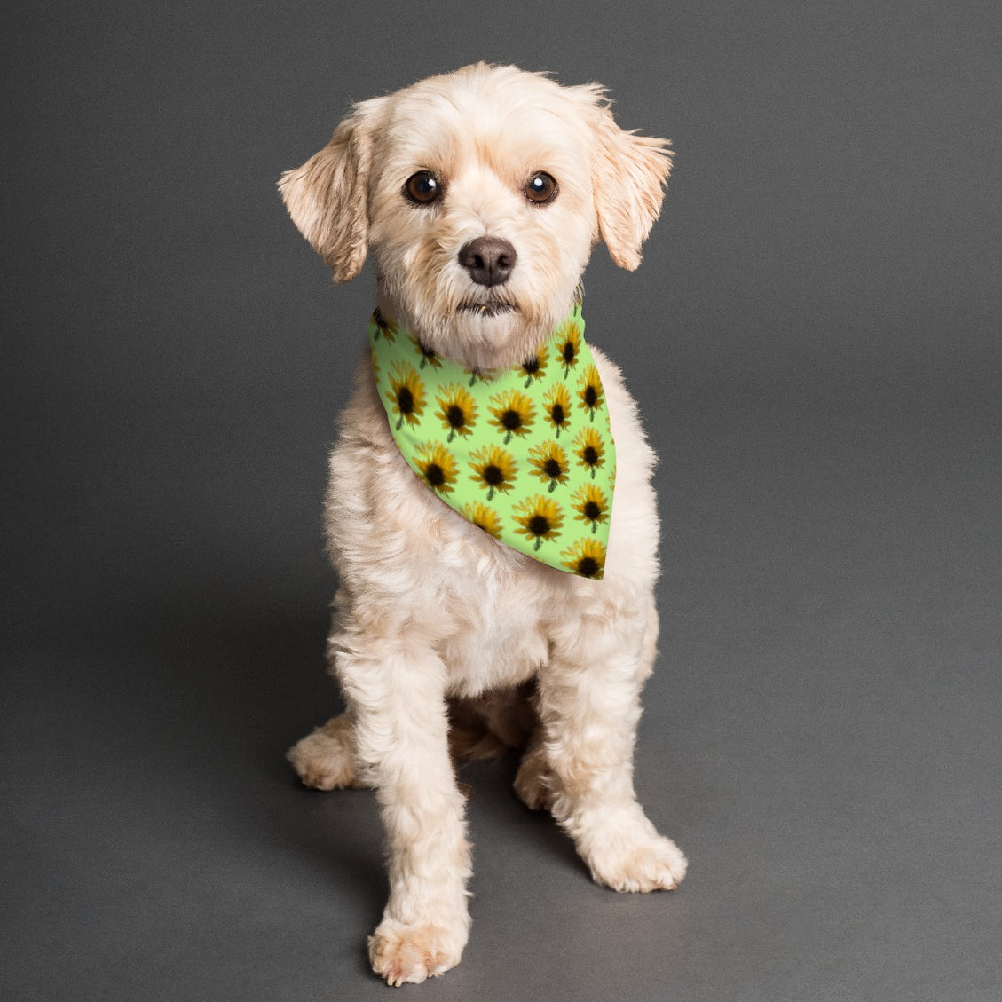 Pet Bandana Sunflower Chartreuse