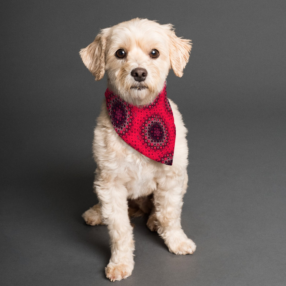 Pet Bandana Reversible Red and Black Medallion and Red Hollyhocks Abstract