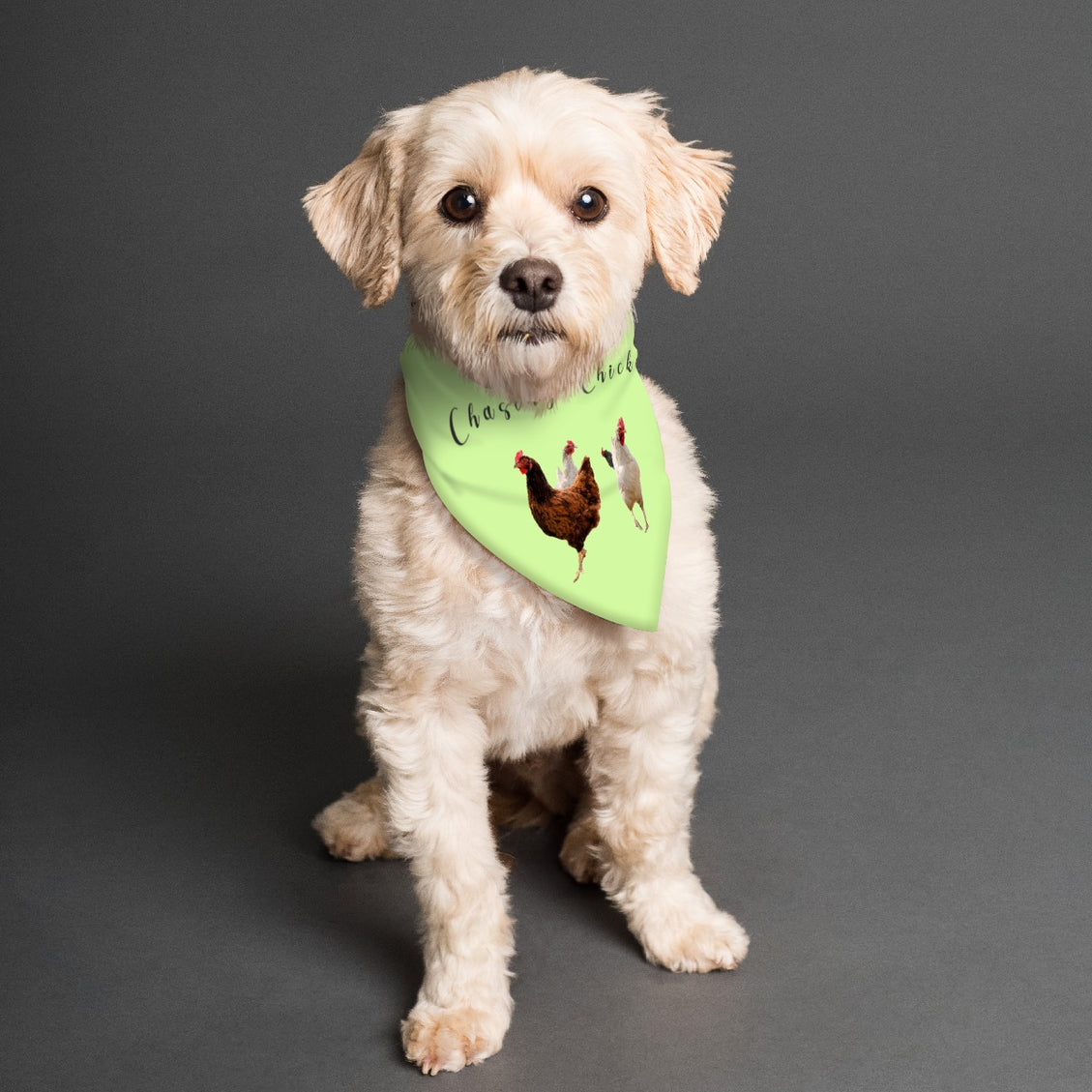 Pet Bandana Chasing Chickens Reversible Lavendar and Green