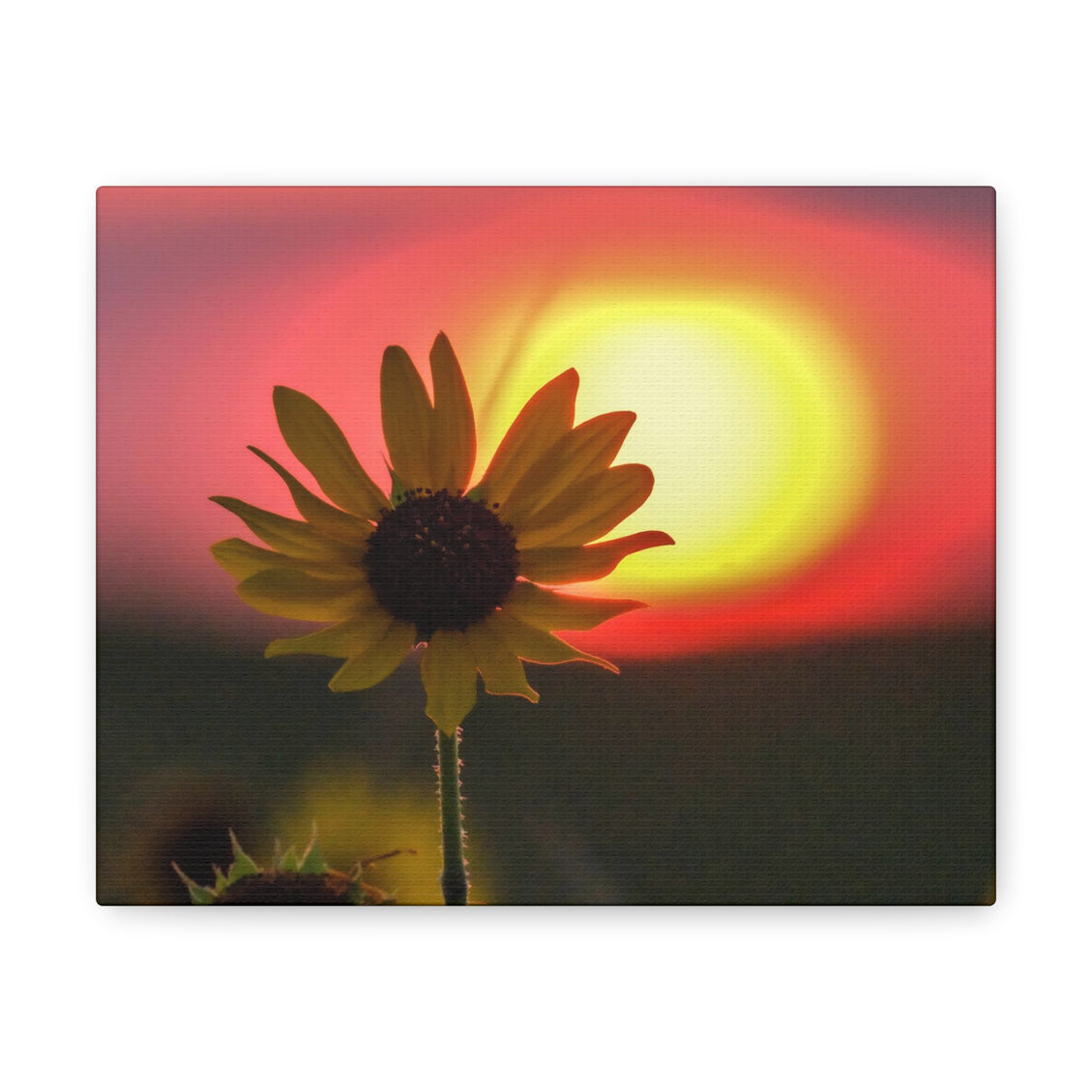 Canvas Gallery Wraps Sunflower Sunset Western South Dakota