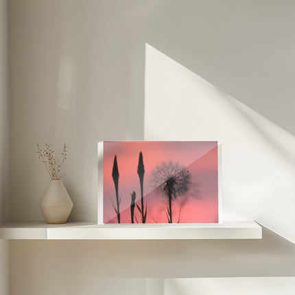 Acrylic Block - Milkweed Sunset Pink