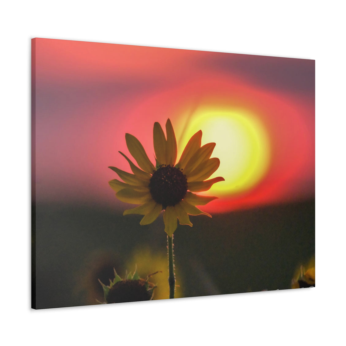 Canvas Gallery Wraps Sunflower Sunset Western South Dakota