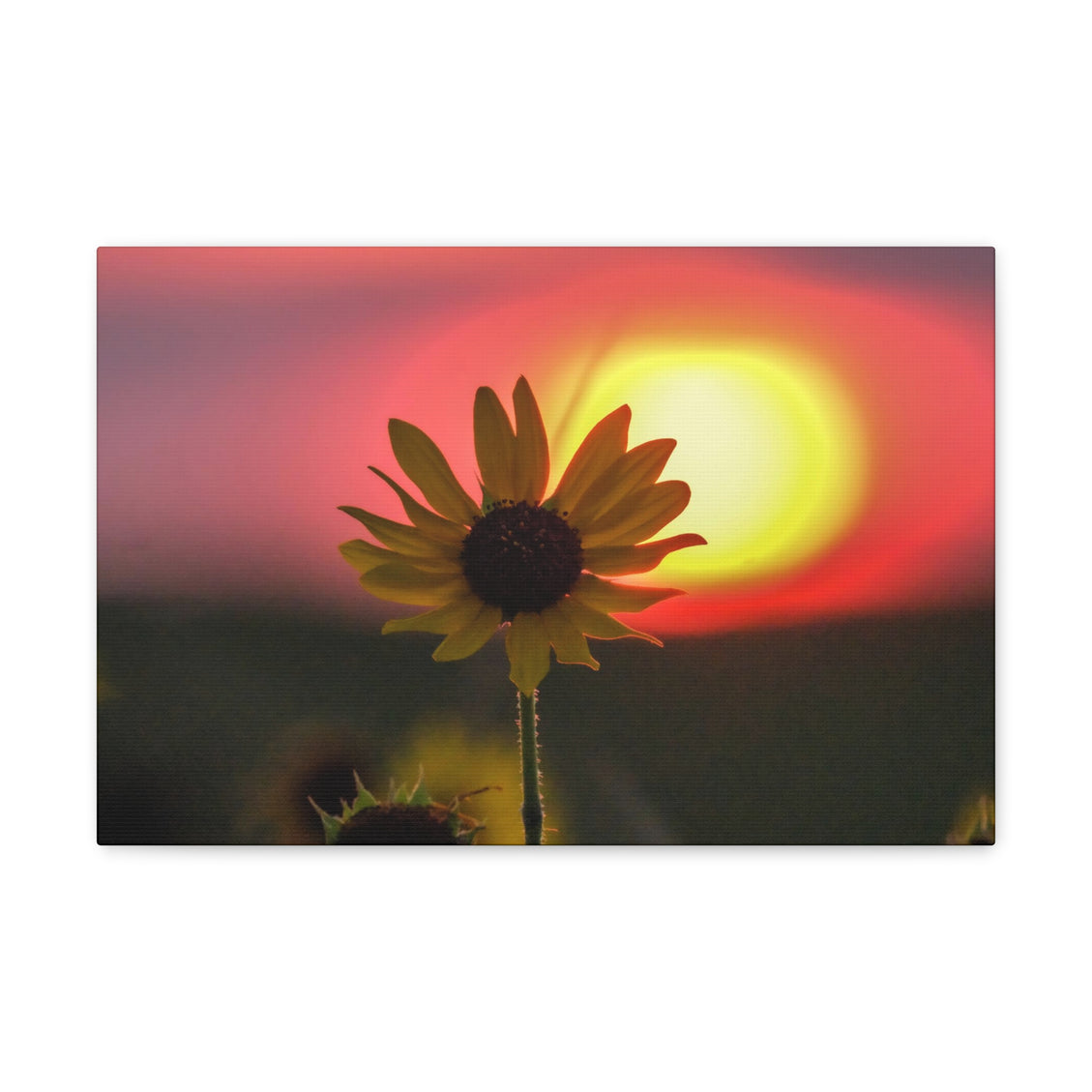 Canvas Gallery Wraps Sunflower Sunset Western South Dakota