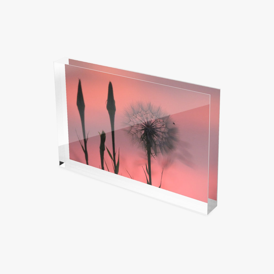 Acrylic Block - Milkweed Sunset Pink