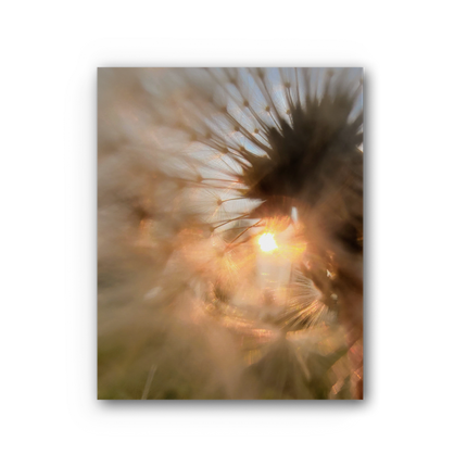 Dandelion in the Sun Premium Stretched Canvas