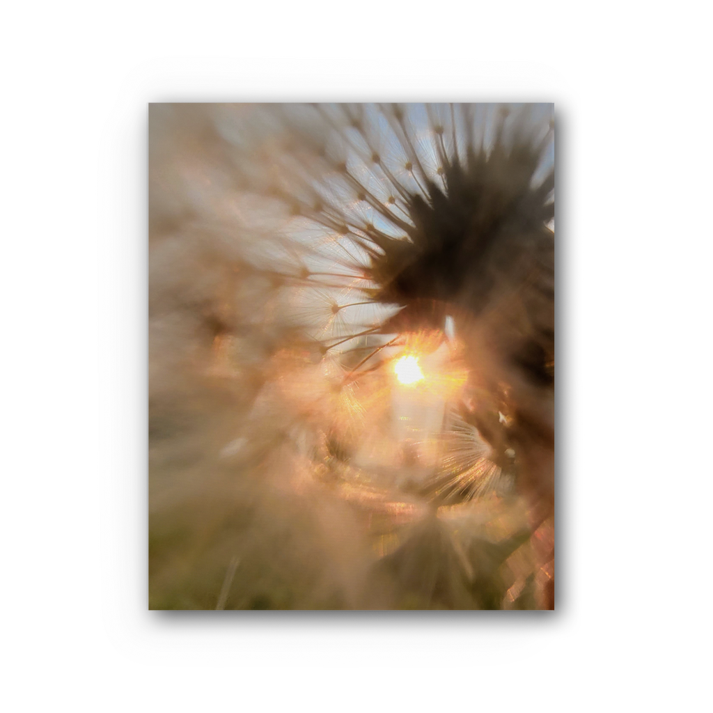 Dandelion in the Sun Premium Stretched Canvas