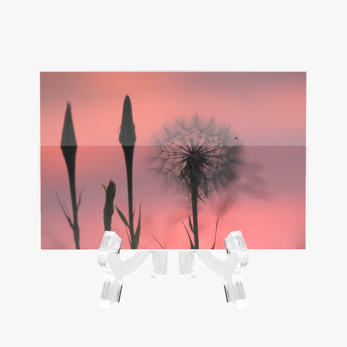 Acrylic Block - Milkweed Sunset Pink