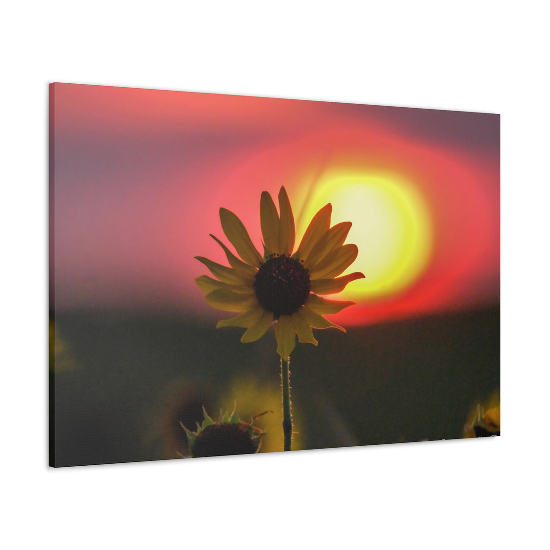 Canvas Gallery Wraps Sunflower Sunset Western South Dakota