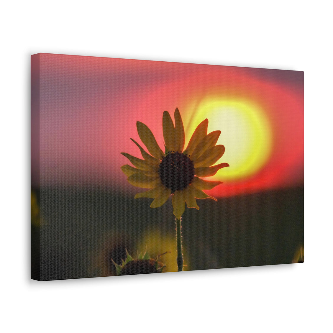 Canvas Gallery Wraps Sunflower Sunset Western South Dakota