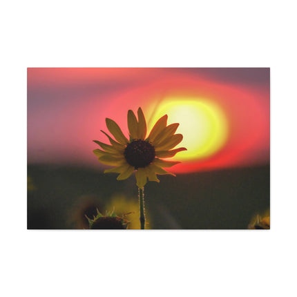 Canvas Gallery Wraps Sunflower Sunset Western South Dakota