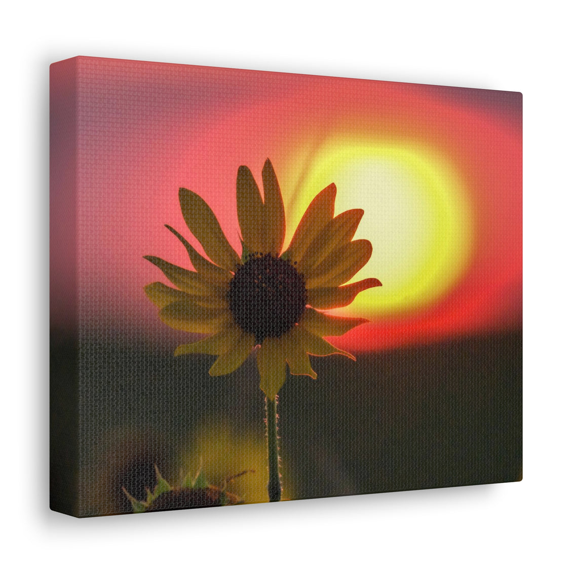 Canvas Gallery Wraps Sunflower Sunset Western South Dakota