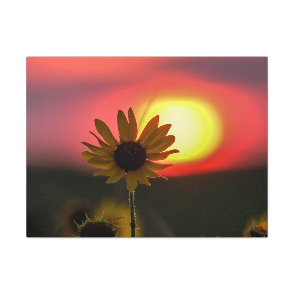 Canvas Gallery Wraps Sunflower Sunset Western South Dakota