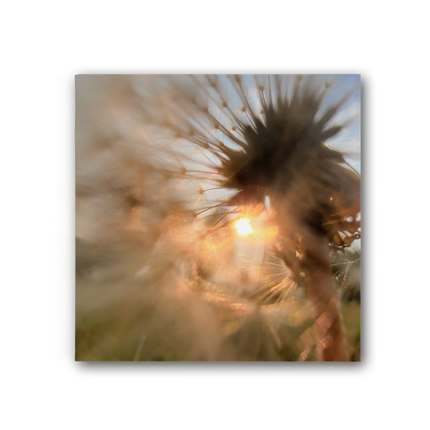 Dandelion in the Sun Premium Stretched Canvas