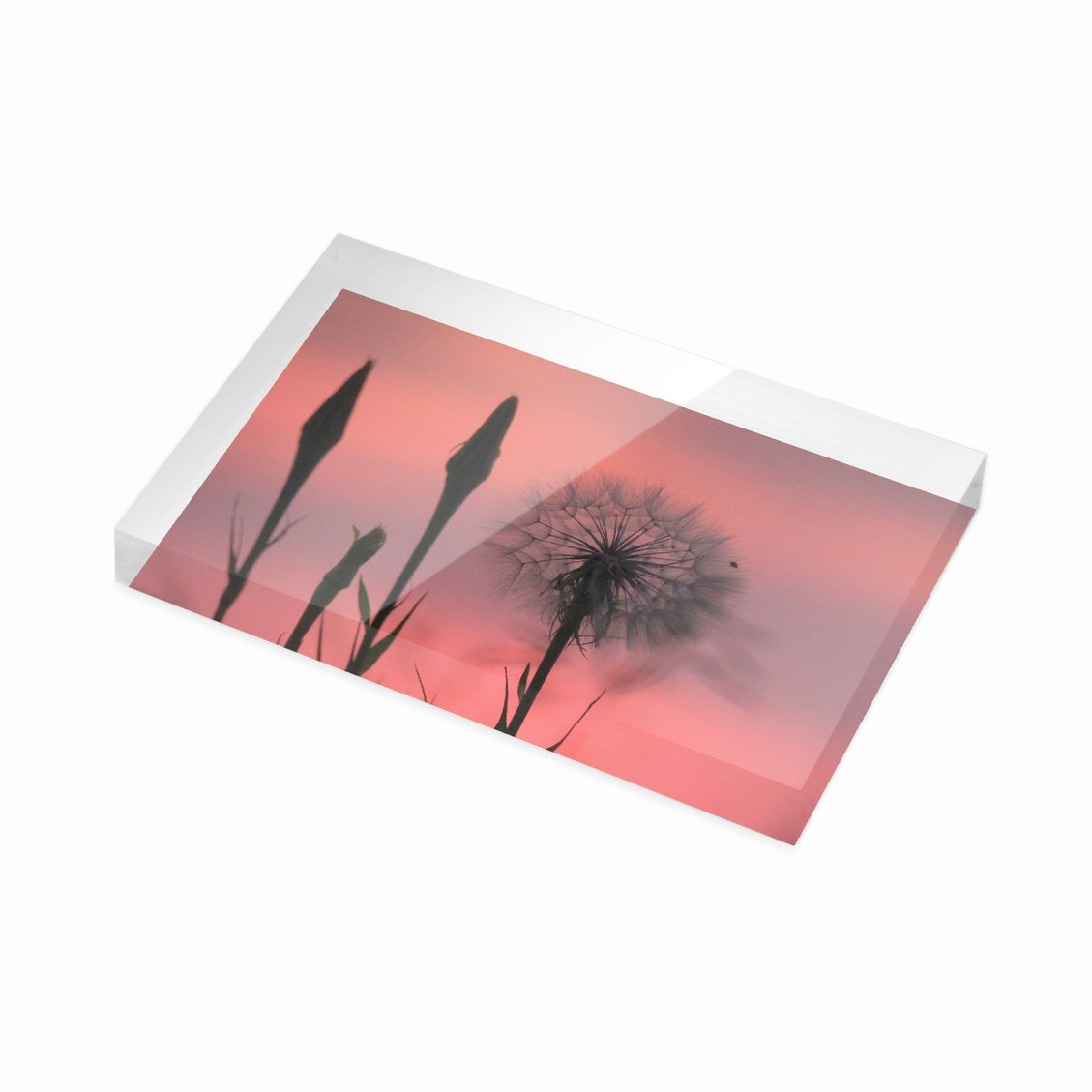 Acrylic Block - Milkweed Sunset Pink