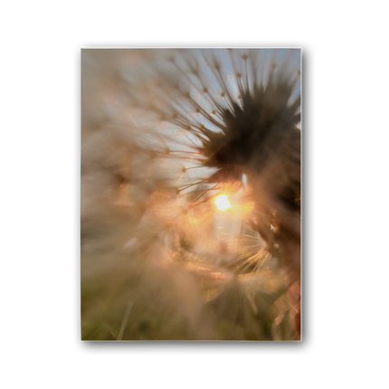 Dandelion in the Sun Premium Stretched Canvas