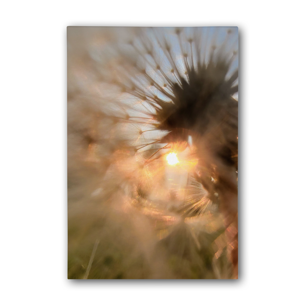 Dandelion in the Sun Premium Stretched Canvas