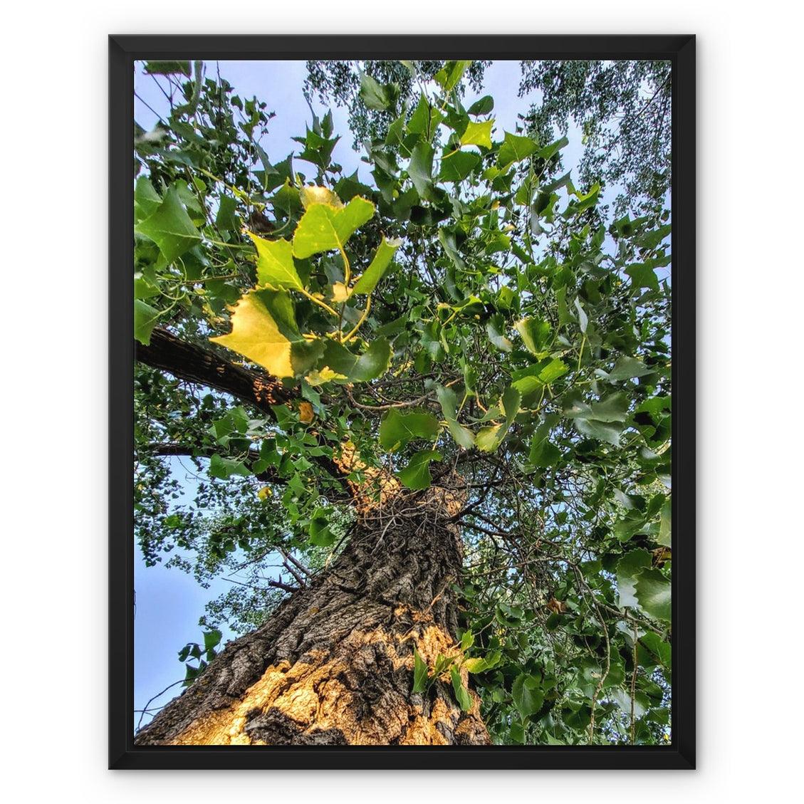 Cottonwoods Framed Canvas