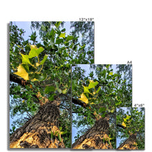 Load image into Gallery viewer, Cottonwoods Fine Art Print
