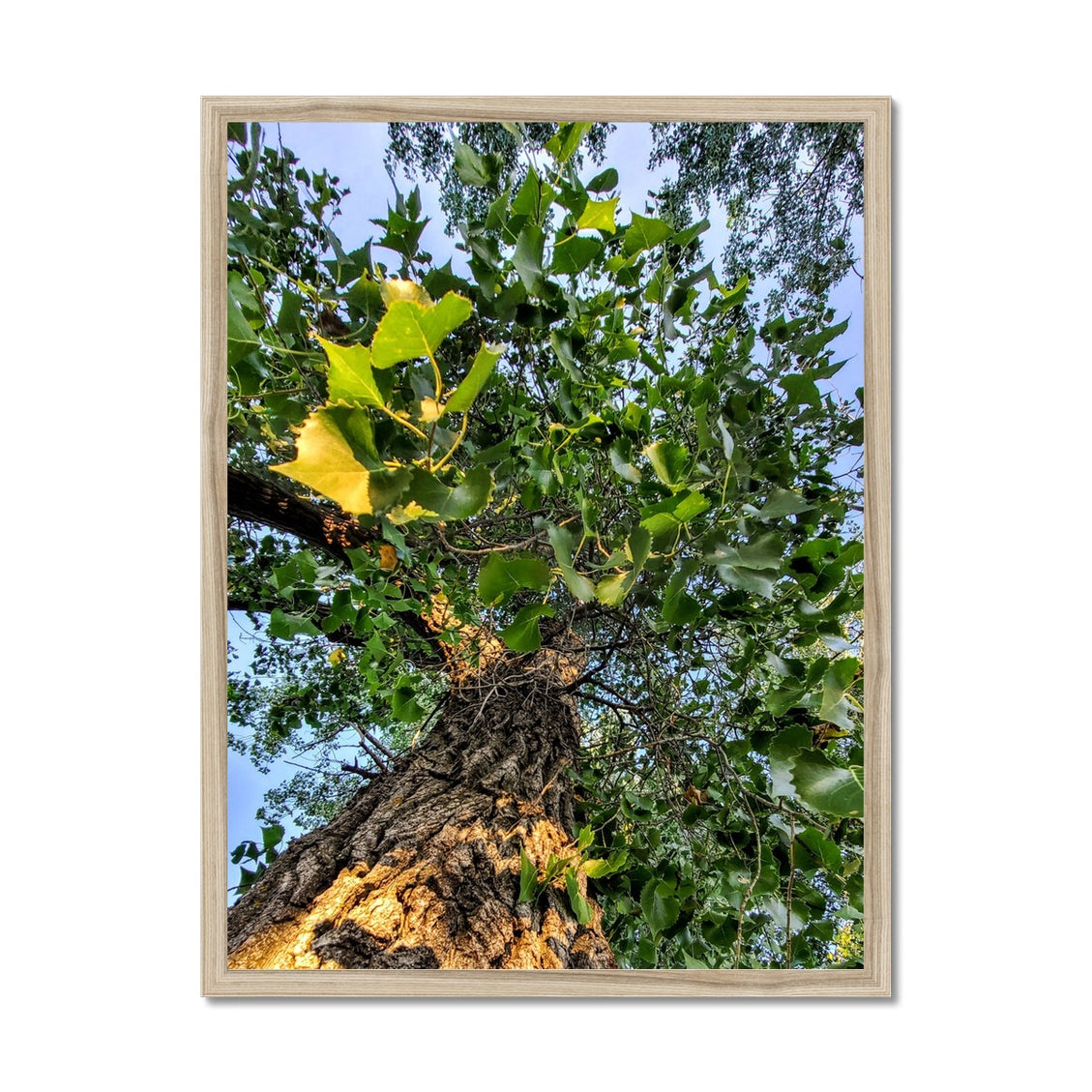 Cottonwoods Framed Print