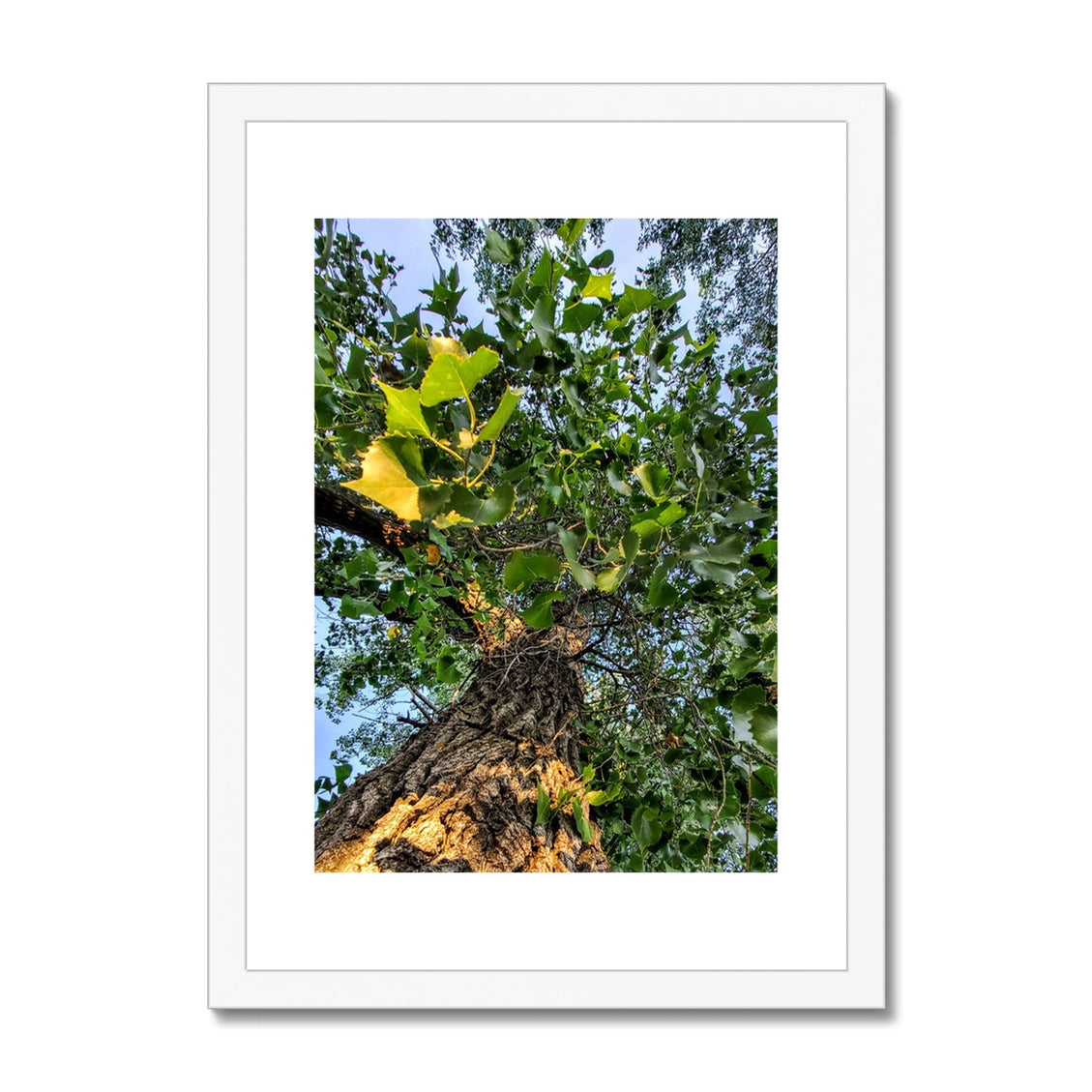 Cottonwoods Framed & Mounted Print