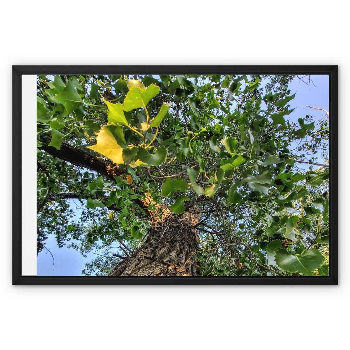 Cottonwoods Framed Canvas