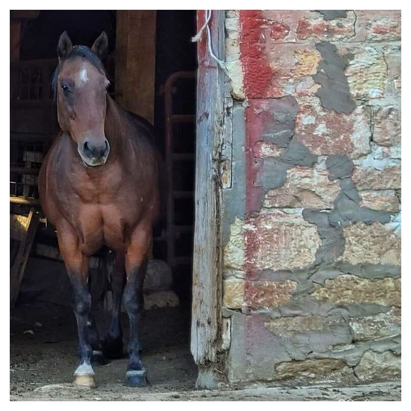 Horse in Red Barn by JVH Pillow