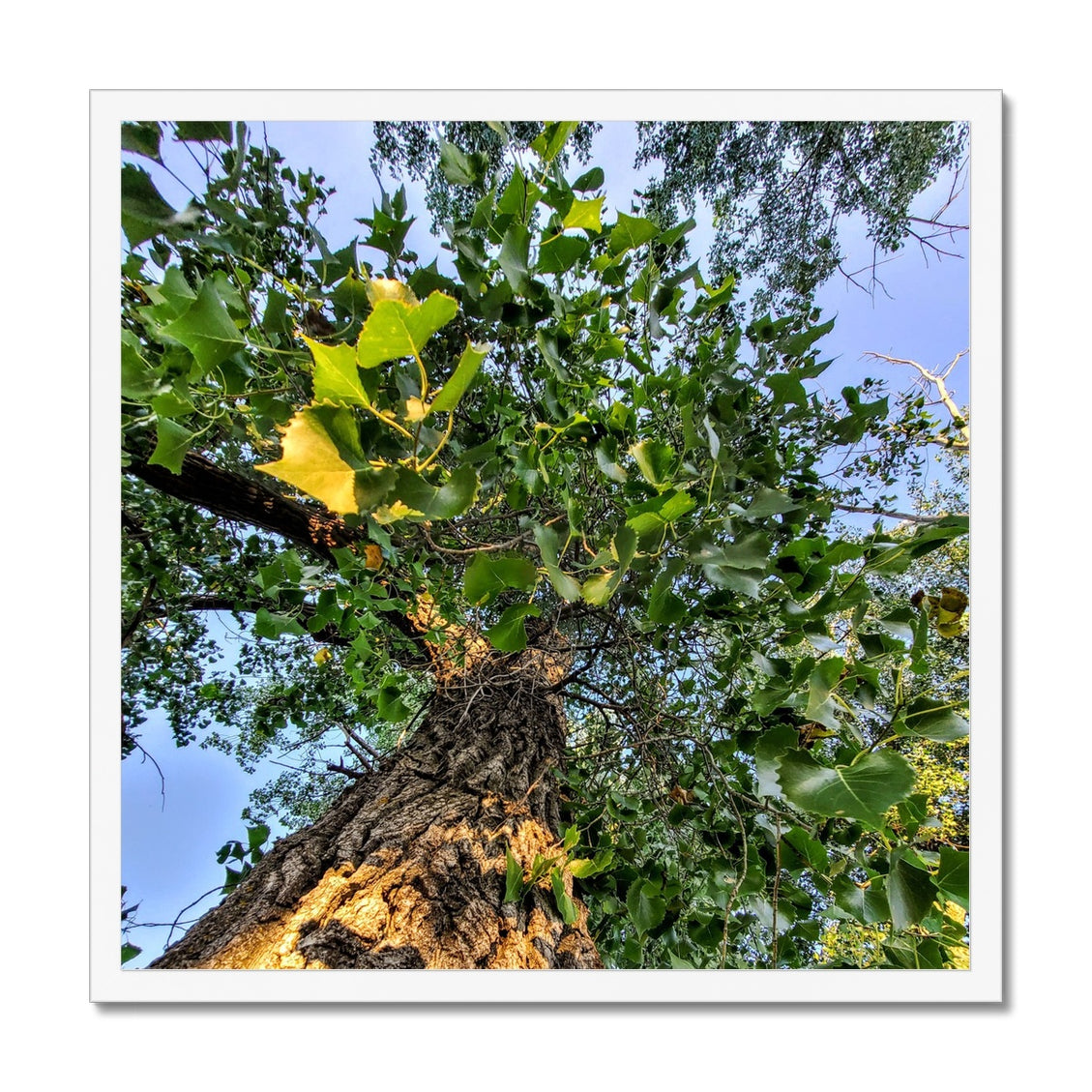 Cottonwoods Framed Print