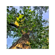 Load image into Gallery viewer, Cottonwoods Hahnemühle Photo Rag Print
