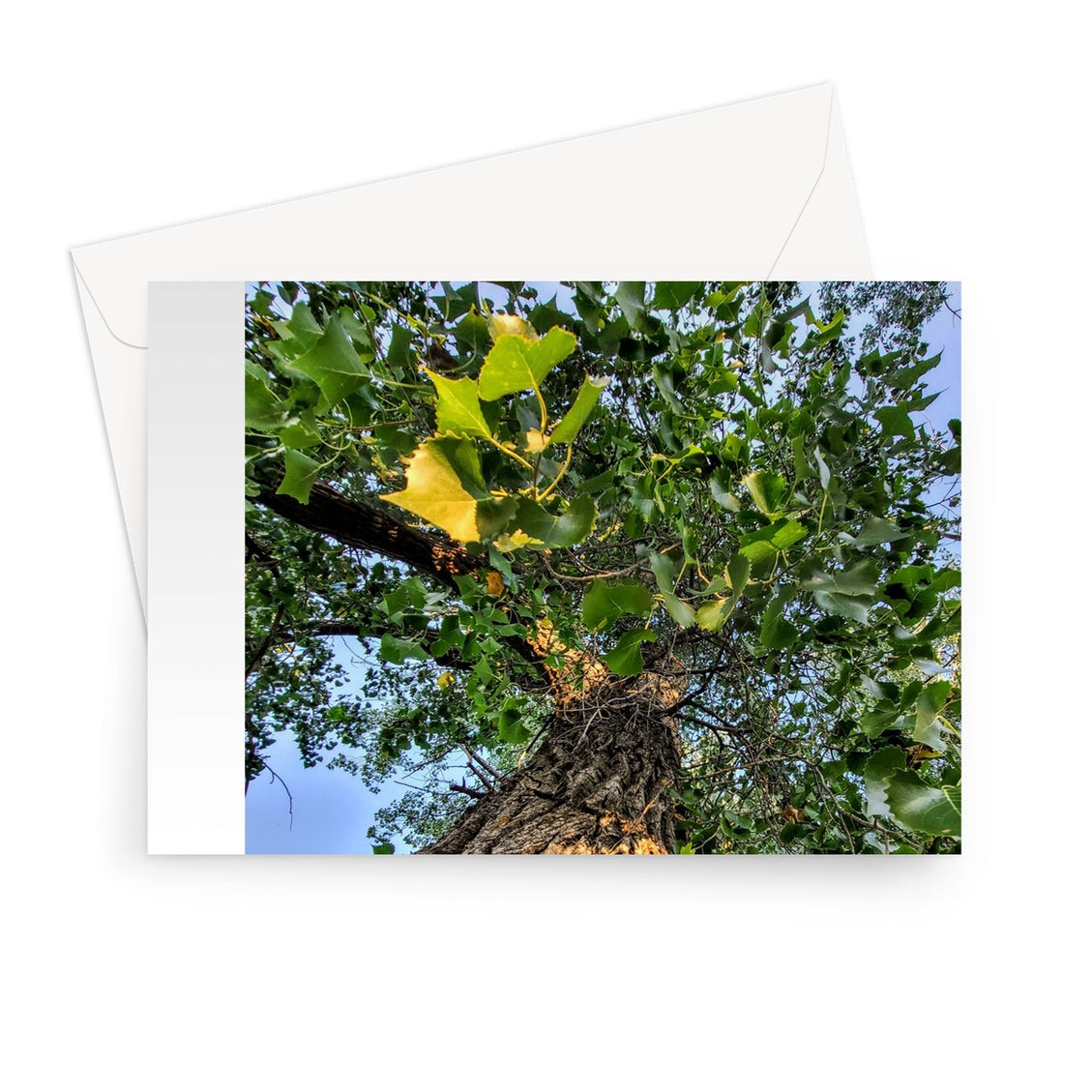 Cottonwoods Greeting Card