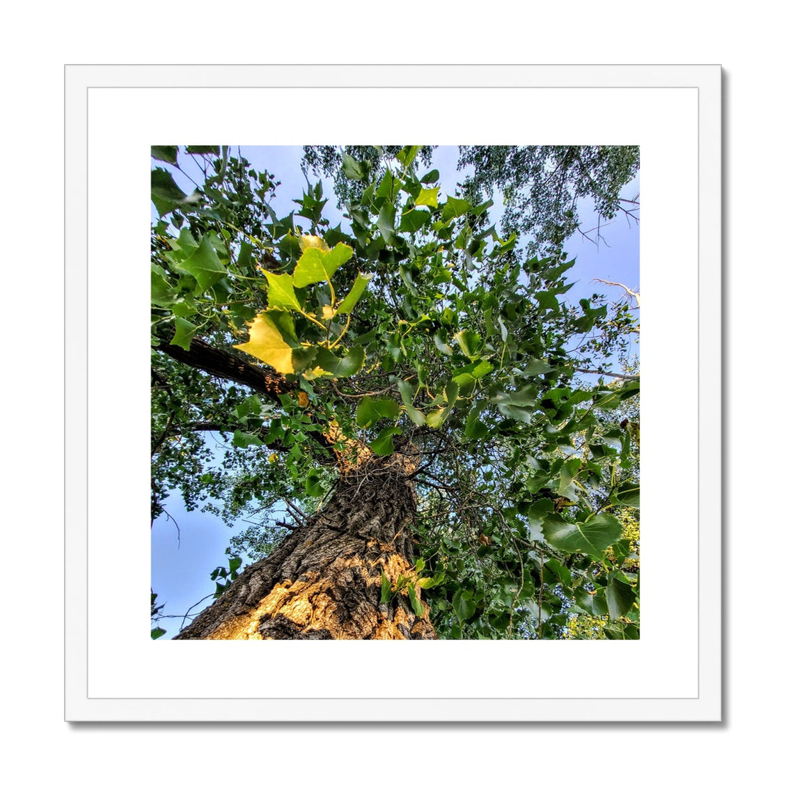 Cottonwoods Framed & Mounted Print